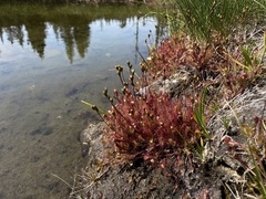Drosera anglica