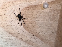 Steatoda grossa