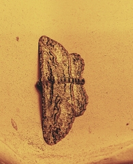 Iridopsis obliquaria