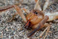 Solifugae