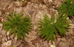 Dendrolycopodium dendroideum