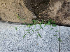 Digitaria radicosa