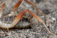Solifugae