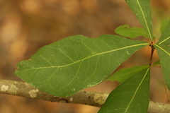 Quercus laurifolia