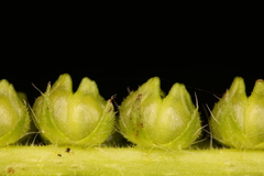 Heliotropium indicum