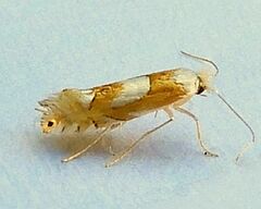 Phyllonorycter fitchella