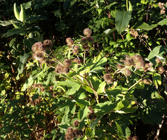 Arctium