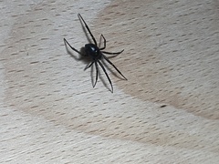 Steatoda grossa
