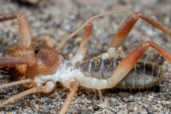 Solifugae