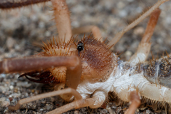 Solifugae
