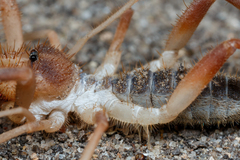 Solifugae