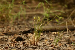 Carex louisianica
