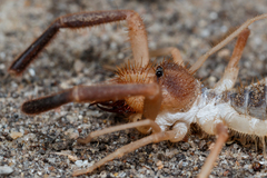 Solifugae