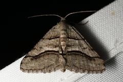 Digrammia continuata