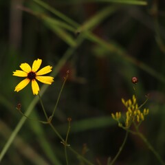Coreopsis linifolia