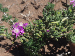 Drosanthemum hispidum