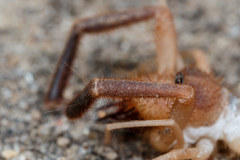 Solifugae