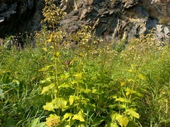 Parasenecio hastatus