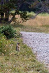 Urocitellus columbianus
