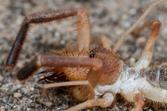 Solifugae