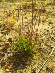 Festuca ovina