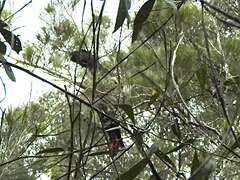 Calyptorhynchus lathami