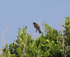 Pycnonotus xanthopygos