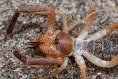 Solifugae