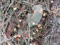 Calyptorhynchus lathami