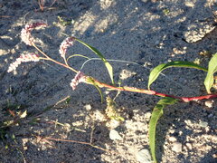 Persicaria
