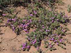 Drosanthemum hispidum
