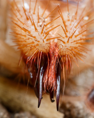 Solifugae