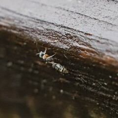 Pseudomyrmex gracilis