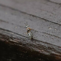 Pseudomyrmex gracilis