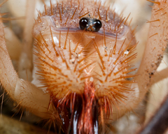 Solifugae