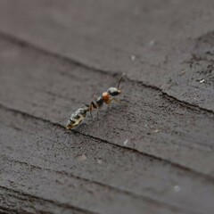 Pseudomyrmex gracilis