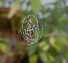 Zosis geniculata