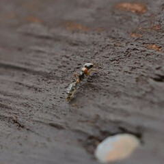 Pseudomyrmex gracilis