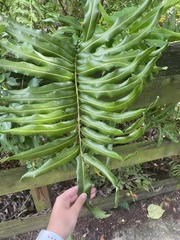 Acrostichum danaeifolium