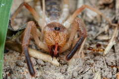 Solifugae