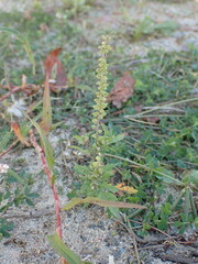 Ambrosia artemisiifolia