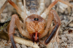 Solifugae