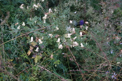 Clematis aethusifolia
