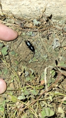 Scarites subterraneus