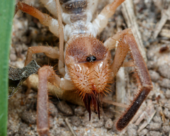 Solifugae