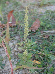 Ambrosia artemisiifolia
