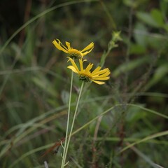 Balduina uniflora
