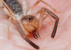 Solifugae
