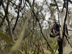 Delias harpalyce