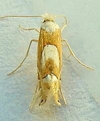 Phyllonorycter fitchella